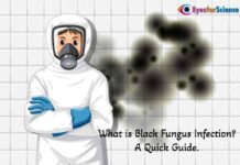 What is Black Fungus Disease? A Quick Guide. What is Black Fungus?