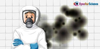 What is Black Fungus Disease? A Quick Guide. What is Black Fungus?