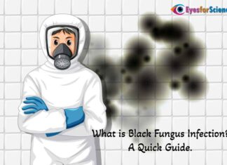 What is Black Fungus Disease? A Quick Guide. What is Black Fungus?