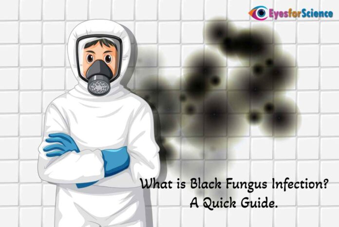 What is Black Fungus?