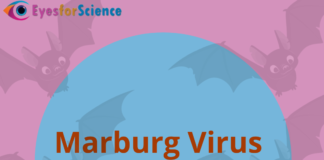 What is Marburg Virus Disease? A Detailed Guide. Marburg Virus Disease