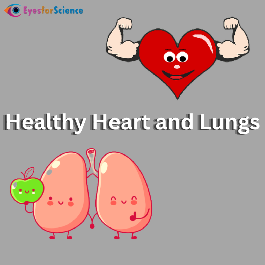 Healthy heart and lungs