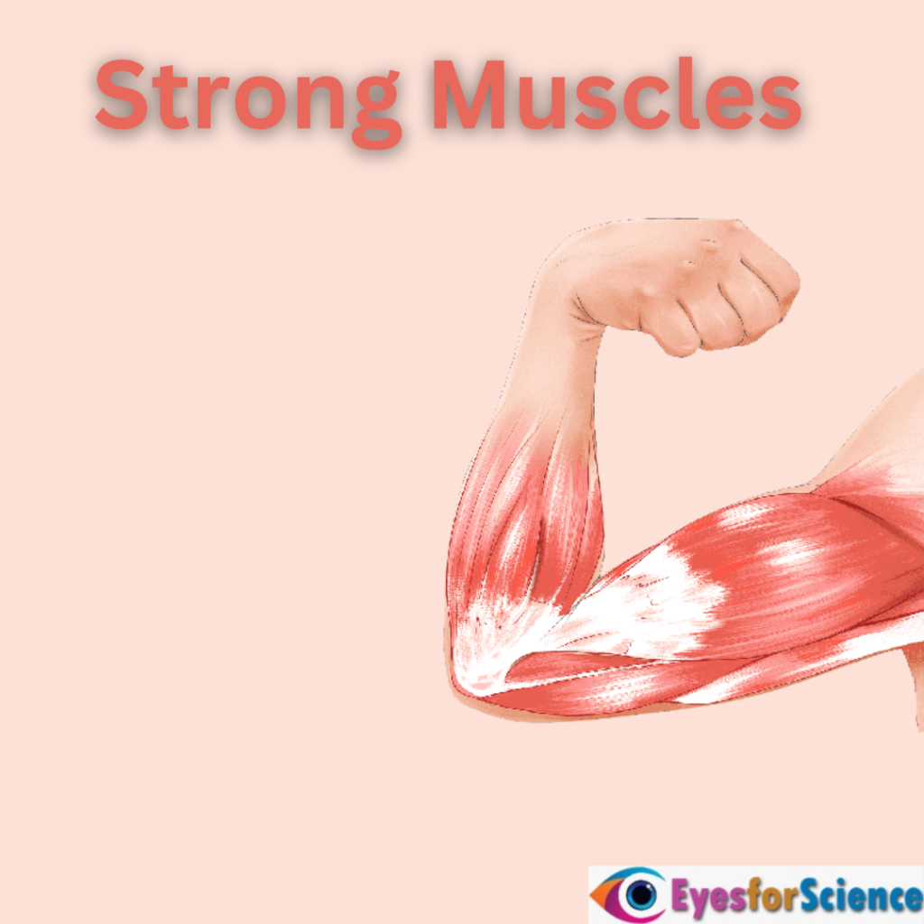 Strong Muscles