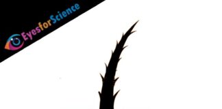 Split Ends – A Quick Guide Split Ends