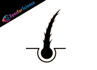 Split Ends – A Quick Guide Split Ends