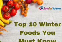 Top 10 Winter Foods You Must Know Top 10 Winter Foods You Must Know Eyes For Science