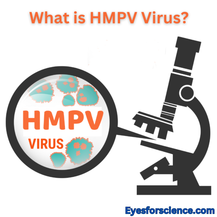 What is HMPV Virus?