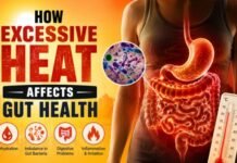 How Excessive Heat Affects Gut Health? How Excessive Heat Affects Gut Health