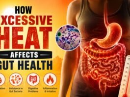 How Excessive Heat Affects Gut Health? How Excessive Heat Affects Gut Health