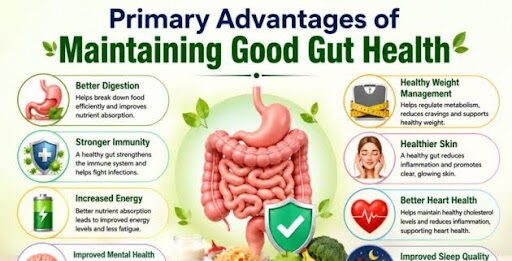 What Are the Primary Advantages of Maintaining Good Gut Health? Primary Advantages of Maintaining Good Gut Health