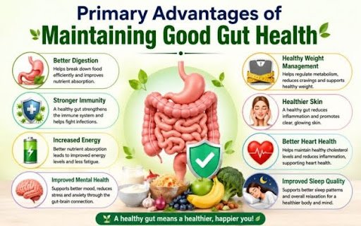 What Are the Primary Advantages of Maintaining Good Gut Health? Primary Advantages of Maintaining Good Gut Health